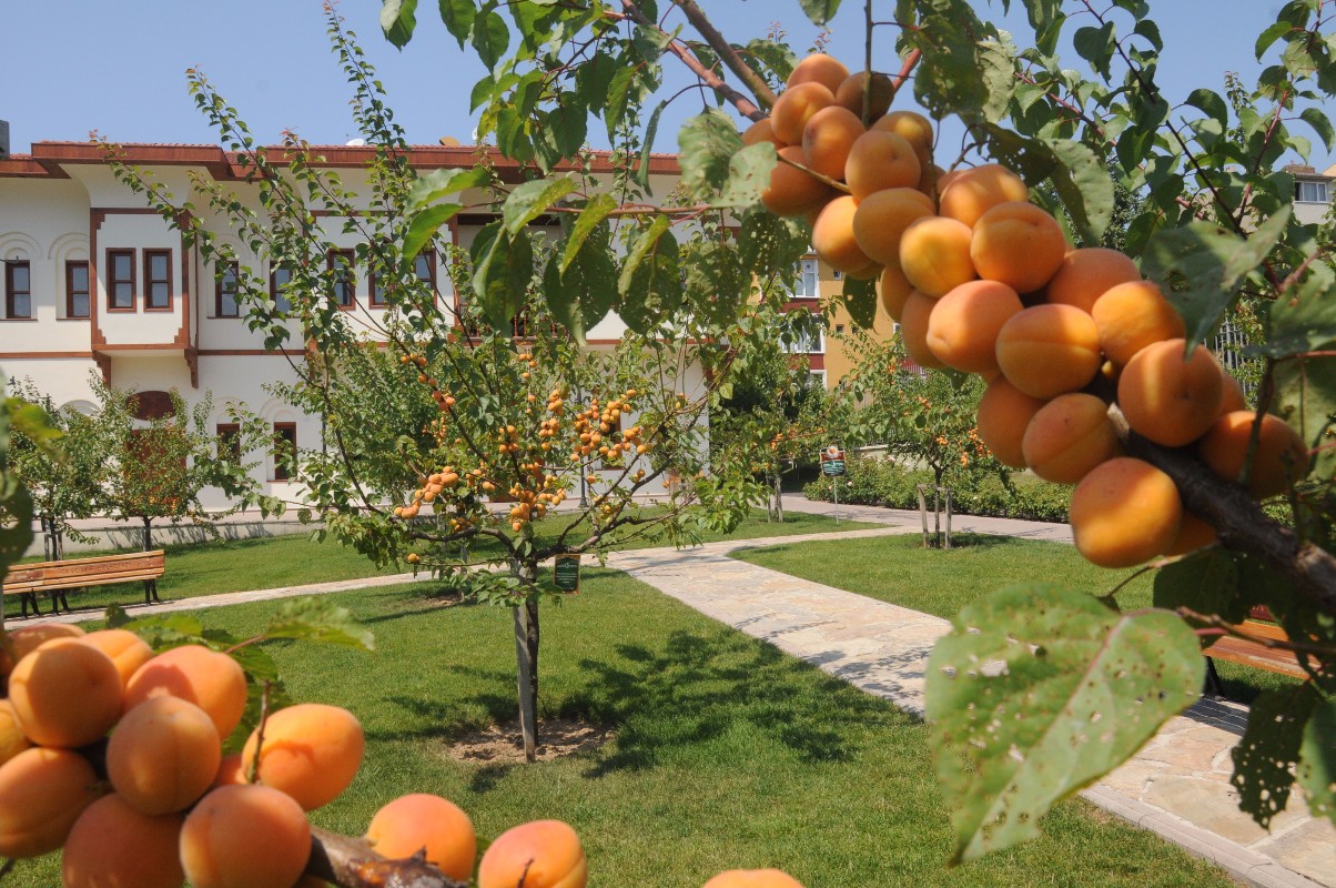 uçak bileti
